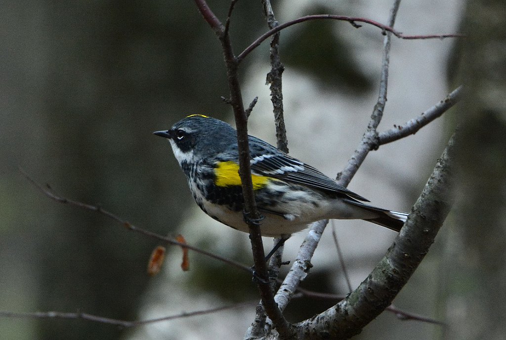 Warbler, Yellow-rumped, 2016-05067383 Broad Meadow Brook, MA.JPG - Yellow-rumped Warbler. Broad Meadow Brook Wildlife Sanctuary, MA, 5-6-2016